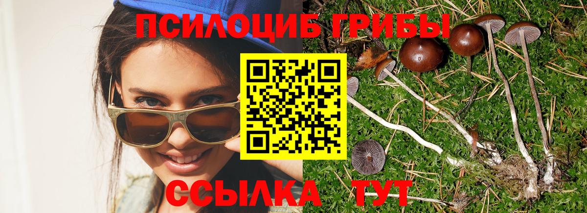 Галлюциногенные грибы Psilocybe Котлас